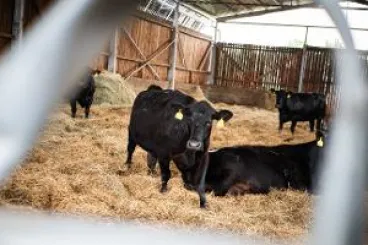 Úprava mimořádných veterinárních opatření kvůli slintavce a kulhavce, ukončení kontrol na hranici se Slovenskem