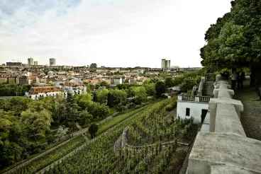 V rámci akce Pražské vinice 2025 mají návštěvníci opět příležitost putovat vinicemi hlavního města