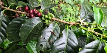 Kofola kupuje další kávové plantáže. Rodinnou farmu a kvalitní zrno našla v Panamě