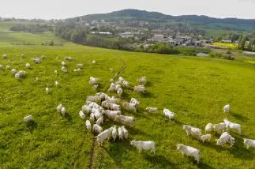 SVS ruší zbývající mimořádná opatření kvůli slintavce a kulhavce