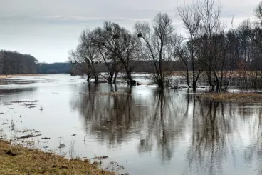 Lužní lesy na Soutoku zaplaví voda z Nových Mlýnů