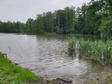 Lesy ČR obnovily velký mokřad na Hodonínsku. Zadrží vodu v krajině