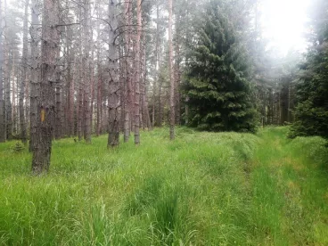 Lesy ČR vyznačily na Děčínsku novou stezku přeshraničního treku