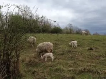 Do vzácných přírodních oblastí Prahy se opět vracejí stáda skotu, ovcí a koz