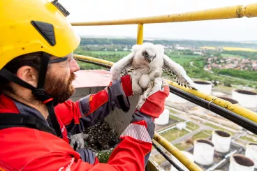 Na komíně kralupské rafinerie dostala všechna čtyři sokolí mláďata vlastní kroužek