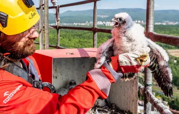 Mláďata sokolů rostou každým dnem. Od ornitologů dostali svůj „doklad totožnosti“