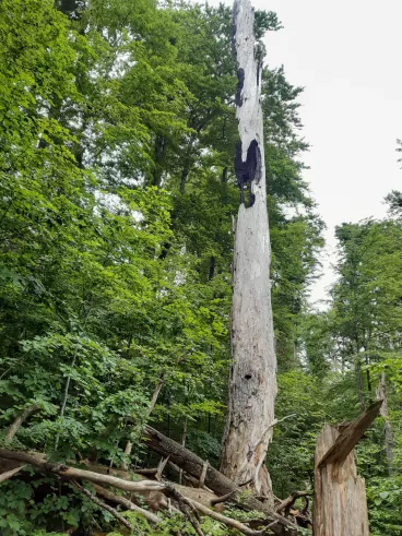 Lesy České republiky představují nový program Adaptujeme lesy