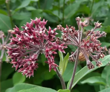 Klejicha hedvábná - půvabné nebezpečí pro naši přírodu