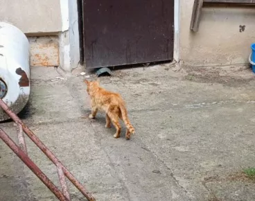 Týrané kočky v Ústí nad Labem skončí v náhradní péči