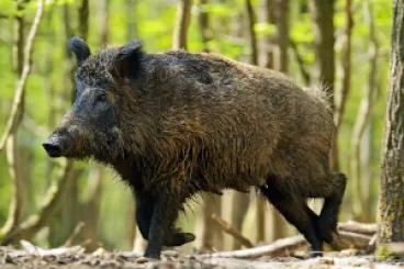 Policie se vypraví do libereckých lesů na divočáky. Pomůže tak zabránit šíření afrického moru prasat