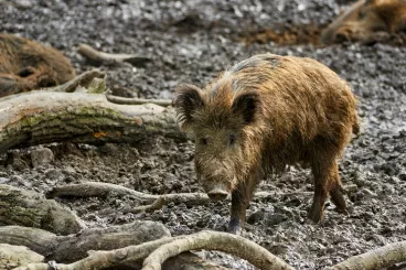 Změna mimořádných veterinárních opatření proti šíření afrického moru prasat v Libereckém kraji