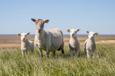 SVS přijímá mimořádná veterinární opatření proti šíření katarální horečky ovcí