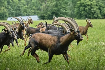 Memorandum o spolupráci podepsali zástupci Lesů ČR, ZOO Dvůr Králové a České lesnické akademie Trutnov