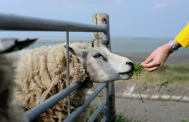 SVS rozšiřuje pásmo katarální horečky ovcí na celou Českou republiku