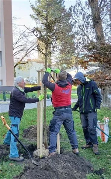 V Bažantnici začaly výsadby stromů