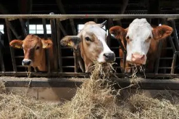Ministerstva zemědělství a školství a Státní veterinární správa doporučují školám přísnější opatření při žákovských praxích v chovech