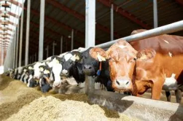 Státní veterinární správa upravuje mimořádná veterinární opatření kvůli slintavce a kulhavce